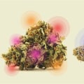 Differences Between Recreational and Medical Cannabis Use in the UK