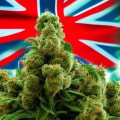 How to Choose the Right Strain for Your Needs: A Guide to Medical Cannabis in the UK