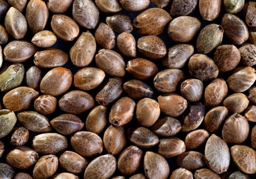 All about Cannabis Seeds - What to look for before you buy