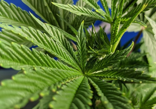 Growing Your Own Medical Cannabis in the UK: What You Need to Know