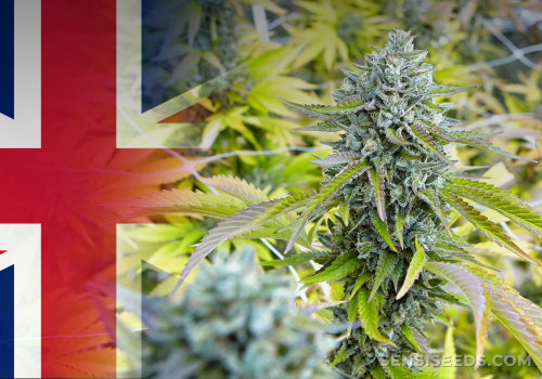 Popular Cannabis Strains for Medical Use in the UK